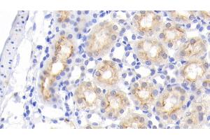 Immunohistochemistry (IHC) image for anti-Epidermal Growth Factor (EGF) (AA 974-1026) antibody (ABIN7427390)