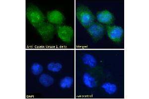 ABIN185622 Immunofluorescence analysis of paraformaldehyde fixed U251 cells, permeabilized with 0. (Casein Kinase 1 delta antibody  (Internal Region))