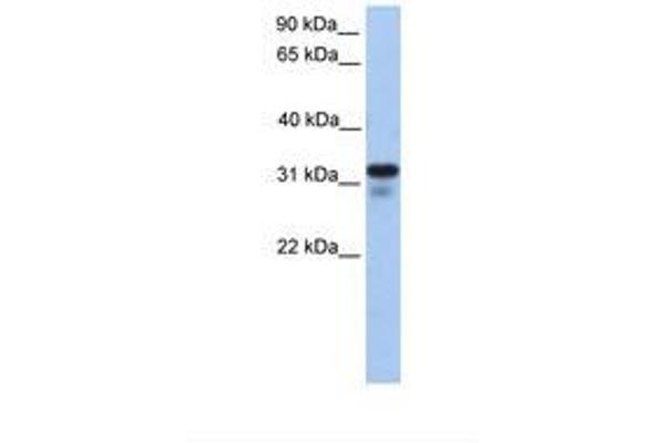 Heparan Sulfate (Glucosamine) 3-O-Sulfotransferase 6 (HS3ST6) (AA 218-267) antibody