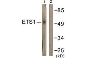 Western Blotting (WB) image for anti-V-Ets erythroblastosis Virus E26 Oncogene Homolog 1 (Avian) (ETS1) (AA 11-60) antibody (ABIN2888658) (ETS1 antibody  (AA 11-60))