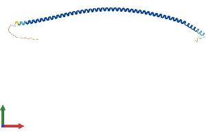 AlphaFold protein structure predicition of Mouse Recombinant Ccdc153 Protein, UniprotID P0C7Q1