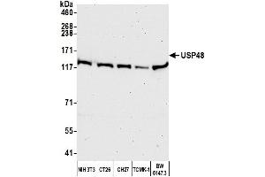 Western Blotting (WB) image for anti-Ubiquitin Specific Peptidase 48 (USP48) (AA 985-1035) antibody (ABIN7450886) (USP48 antibody  (AA 985-1035))