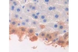 #VALUE! (DEFA2 antibody  (AA 18-94))