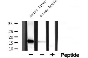 Western blot analysis of extracts of various tissue ,using RPL35 antibody