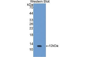 Detection of Recombinant UCN, Rat using Polyclonal Antibody to Urocortin (UCN) (Urocortin antibody  (AA 31-121))