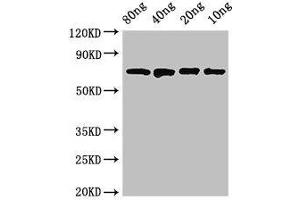 anti-DnaK (AA 1-638) antibody