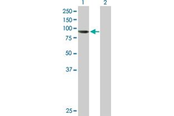 AGBL5 antibody  (AA 1-724)