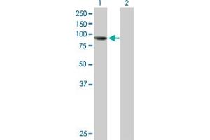 Western Blot analysis of AGBL5 expression in transfected 293T cell line by AGBL5 MaxPab polyclonal antibody.