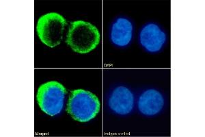 Immunofluorescence staining of fixed Daudi cells with anti-CD37 antibody G28-1. (Recombinant CD37 antibody)