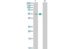 Western Blot analysis of SELL expression in transfected 293T cell line by SELL MaxPab polyclonal antibody. (L-Selectin antibody  (AA 1-372))