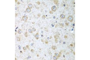 Immunohistochemistry of paraffin-embedded mouse brain using TRH antibody (ABIN5974664) at dilution of 1/100 (40x lens). (TRH antibody)