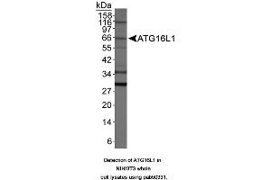 Image no. 1 for anti-ATG16 Autophagy Related 16-Like 1 (ATG16L1) (AA 1-100) antibody (ABIN363640) (ATG16L1 antibody  (AA 1-100))