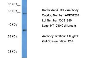 Western Blotting (WB) image for anti-Cathepsin L2 (CTSL2) (C-Term) antibody (ABIN2788750) (Cathepsin L2 antibody  (C-Term))