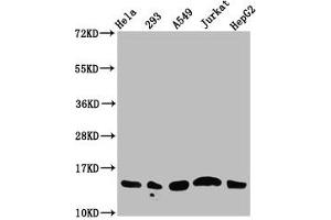 Western Blot Positive WB detected in: Hela whole cell lysate, 293 whole cell lysate, A549 whole cell lysate, Jurkat whole cell lysate, HepG2 whole cell lysate (all treated with 30 mM sodium butyrate for 4h) All lanes: HIST1H2AG antibody at 1. (HIST1H2AG antibody  (acLys13))