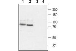 Western blot analysis of rat brain (lanes 1 and 3) and rat RBL basophilic leukemia cell lysate (lanes 2 and 4): - 1,2. (TRPV2 antibody  (Extracellular))