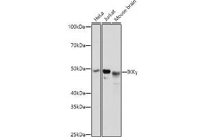 Western Blotting (WB) image for anti-Inhibitor of kappa Light Polypeptide Gene Enhancer in B-Cells, Kinase gamma (IKBKG) (AA 1-419) antibody (ABIN3021151)