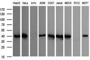 Image no. 1 for anti-Cell Division Cycle 123 Homolog (CDC123) antibody (ABIN1497388) (CDC123 antibody)