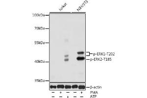 Western blot analysis of extracts of various cell lines, using Phospho-ERK1-T202 antibody (ABIN3019886, ABIN3019887, ABIN3019888 and ABIN1681793) at 1:1000 dilution. (ERK1 antibody  (pThr185))