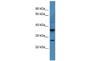 Cacng1 antibody used at 0. (CACNG1 antibody  (N-Term))