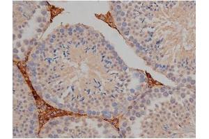 ABIN6267356 at 1/200 staining Mouse testis tissue sections by IHC-P. (MAPT antibody  (pSer404))