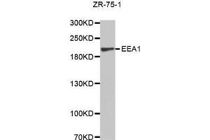 Western Blotting (WB) image for anti-Early Endosome Antigen 1 (EEA1) (AA 1182-1411) antibody (ABIN6213897) (EEA1 antibody  (AA 1182-1411))