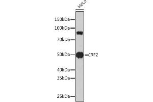 Western blot analysis of extracts of HeLa cells, using IRF2 Rabbit mAb (ABIN1681257, ABIN3019232, ABIN3019233 and ABIN7101734) at 1:1000 dilution. (IRF2 antibody)