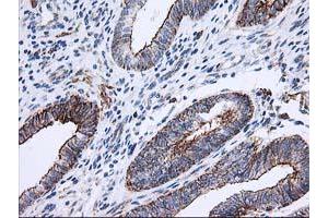 Image no. 3 for anti-Anaphase Promoting Complex Subunit 2 (ANAPC2) antibody (ABIN1496634)