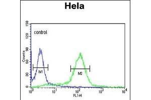 STIP1 Antibody (C-term) (ABIN389319 and ABIN2839437) flow cytometric analysis of Hela cells (right histogram) compared to a negative control cell (left histogram). (STIP1 antibody  (C-Term))