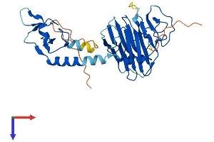 Ret Finger Protein-Like 1 (RFPL1) (AA 1-317) protein (His tag)