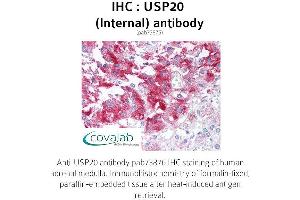 Image no. 1 for anti-Ubiquitin Specific Peptidase 20 (USP20) (Internal Region) antibody (ABIN1740605) (USP20 antibody  (Internal Region))