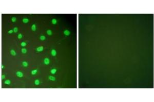 Immunofluorescence analysis of HepG2 cells, using MCM2 antibody (ABIN5976452).