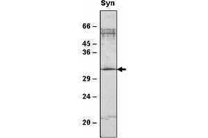 Western blot analysis of Synechocystis sp. (SppA2 antibody)