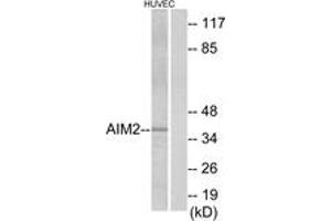 Western blot analysis of extracts from HuvEc cells, using AIM2 Antibody. (AIM2 antibody  (AA 51-100))