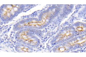 Detection of PIGR in Bovine Small intestine Tissue using Polyclonal Antibody to Polymeric Immunoglobulin Receptor (PIGR) (PIGR antibody  (AA 353-457))