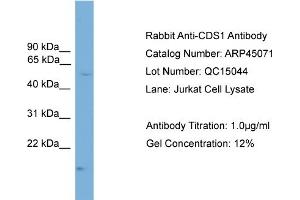 WB Suggested Anti-CDS1  Antibody Titration: 0. (CDS1 antibody  (N-Term))