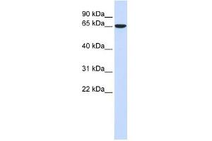 CKAP4 antibody used at 1 ug/ml to detect target protein. (CKAP4 antibody  (Middle Region))