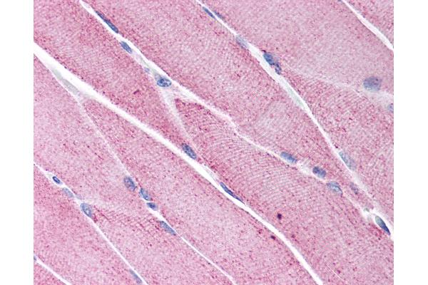 KCNG1 antibody  (N-Term)