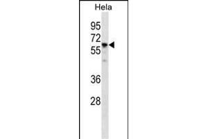 CCT7 Antibody (N-term) (ABIN1881183 and ABIN2839101) western blot analysis in Hela cell line lysates (35 μg/lane).