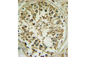 WNT1 Antibody (C-term) (ABIN390755 and ABIN2841013) IHC analysis in formalin fixed and paraffin embedded human testis followed by peroxidase conjugation of the secondary antibody and DAB staining. (WNT1 antibody  (C-Term))