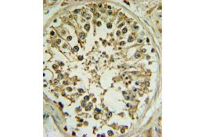 WNT1 Antibody (C-term) (ABIN390755 and ABIN2841013) IHC analysis in formalin fixed and paraffin embedded human testis followed by peroxidase conjugation of the secondary antibody and DAB staining.
