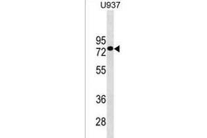 GOLGA8J Antibody (N-term) (ABIN1539327 and ABIN2850034) western blot analysis in  cell line lysates (35 μg/lane). (GOLGA8J antibody  (N-Term))