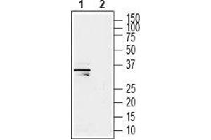 Western blot analysis of human SH-SY5Y neuroblastoma cell line lysate: - 1. (GSG1-Like antibody  (C-Term, Intracellular))