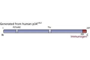 Image no. 4 for anti-Cyclin-Dependent Kinase 1 (CDK1) (AA 283-297) antibody (ABIN967705) (CDK1 antibody  (AA 283-297))