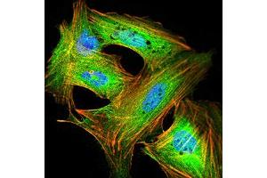 Immunofluorescence analysis of SK-N-SH cells using GRIK4 mouse mAb (green). (GRIK4 antibody  (AA 21-166))