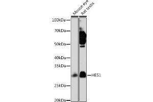 Western blot analysis of extracts of various cell lines, using HES1 Rabbit mAb (ABIN7267624) at 1:1000 dilution. (HES1 antibody)