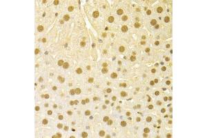 Immunohistochemistry of paraffin-embedded mouse liver using SFN Antibody. (14-3-3 sigma/SFN antibody  (AA 1-248))