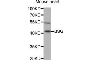 Western blot analysis of extracts of mouse heart, using BSG antibody (ABIN5970747) at 1/1000 dilution. (CD147 antibody)