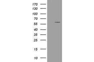Image no. 1 for anti-Estrogen-Related Receptor gamma (ESRRG) (AA 24-263) antibody (ABIN1491250) (ESRRG antibody  (AA 24-263))