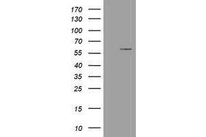 Image no. 1 for anti-Estrogen-Related Receptor gamma (ESRRG) (AA 24-263) antibody (ABIN1491250) (ESRRG antibody  (AA 24-263))
