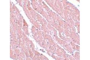 Immunohistochemistry of mouse heart tissue with C12orf44 polyclonal antibody  at 5 ug/mL.